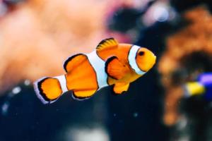 世界杯主题曲,gogogo,激情与梦想的完美融合世界杯的主题曲gogogo